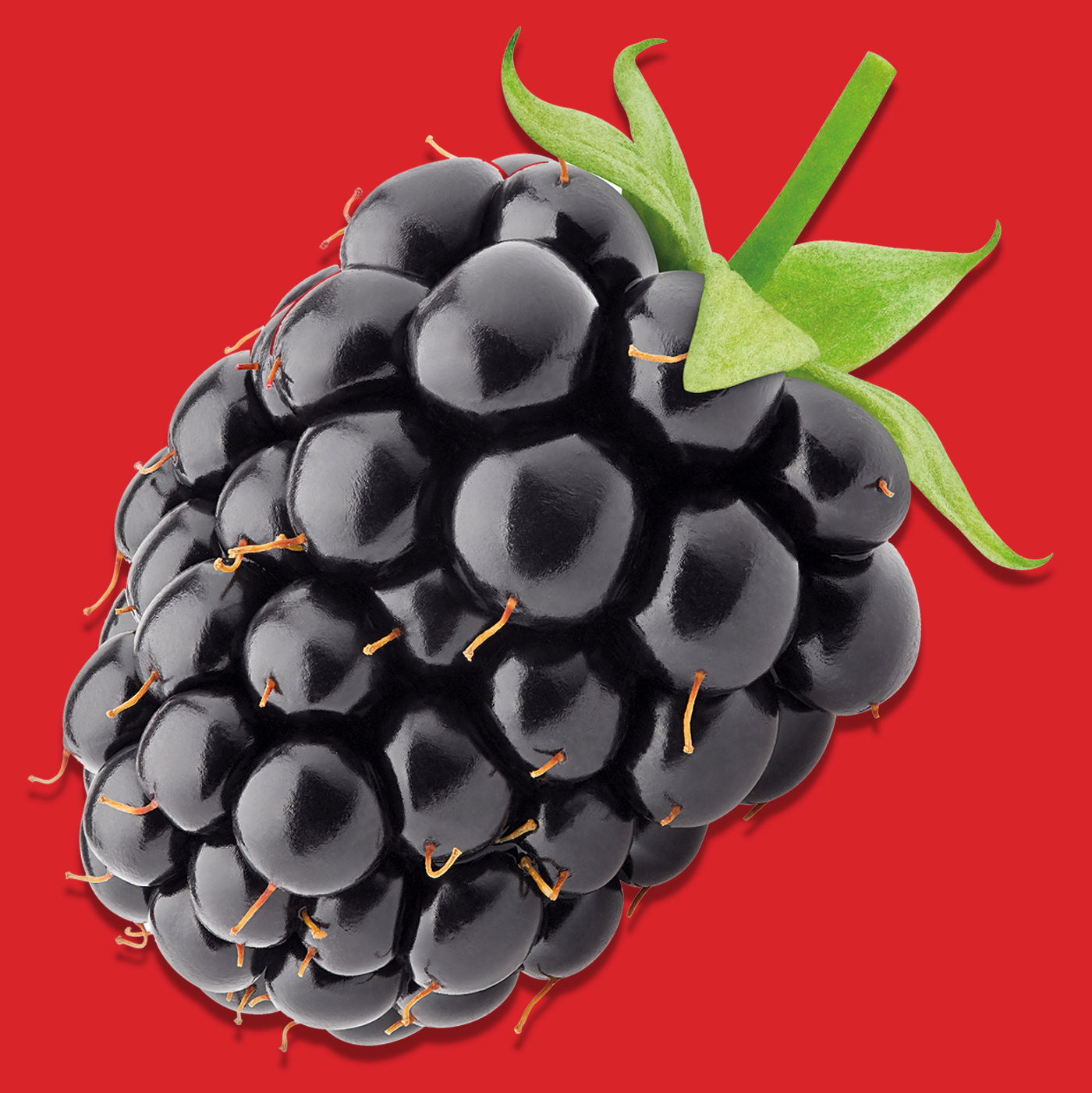 Eine leckere und frische Brombeere