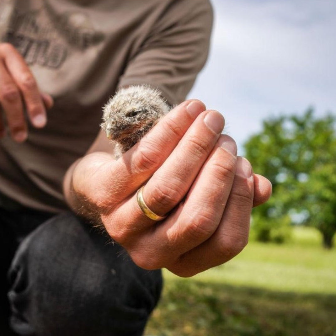 Ein Mann hält vorsichtig ein kleines, flauschiges Vogeljunges in der Hand. Der Hintergrund zeigt eine grüne Streuobstwiese mit einem Baum und blauem Himmel. Die Szene vermittelt einen Moment des behutsamen Umgangs mit der Natur.