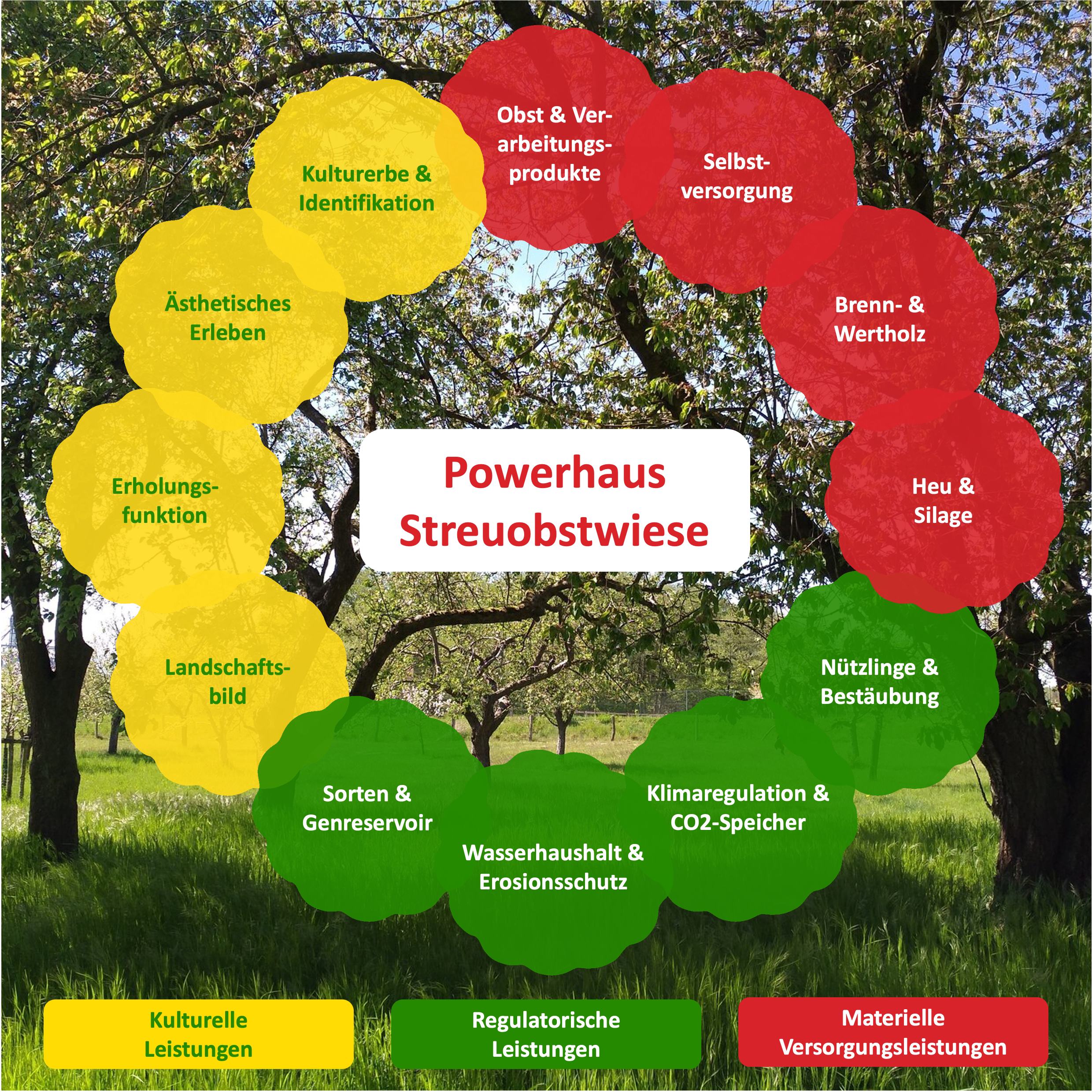 Grafik mit dem Titel 'Powerhaus Streuobstwiese', die verschiedene Leistungen einer Streuobstwiese in einem farblich codierten Kreis darstellt. Kulturelle Leistungen (gelb) umfassen Ästhetik, Erholung, Landschaftsbild und kulturelles Erbe. Regulatorische Leistungen (grün) beinhalten Klimaregulation, CO2-Speicherung, Wasserhaushalt, Erosionsschutz sowie Bestäubung. Materielle Versorgungsleistungen (rot) umfassen Obst- und Verarbeitungsprodukte, Selbstversorgung, Brennholz und Futtermittel. Die Grafik überlage