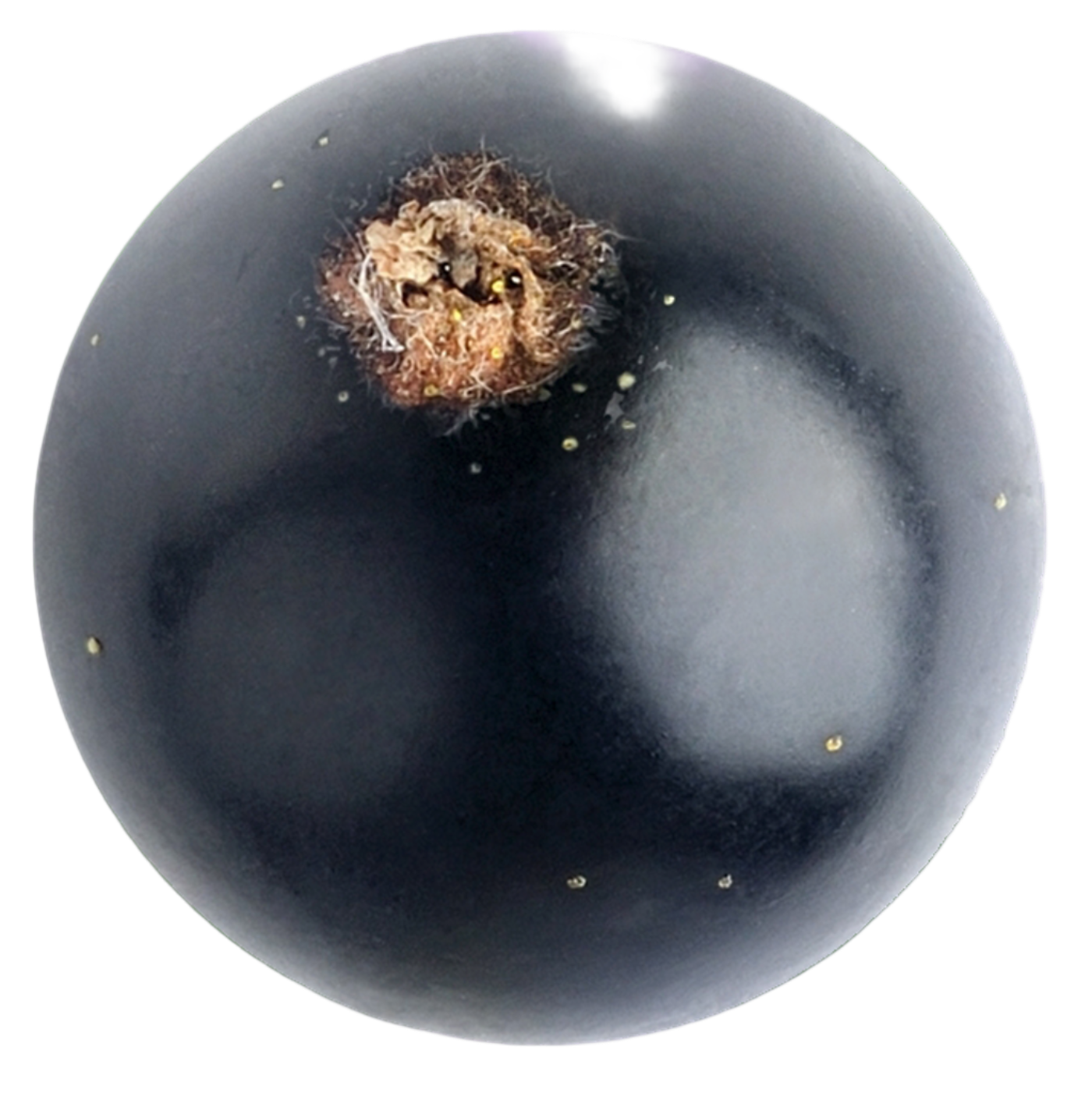 Eine frische und leckere schwarze Johannisbeere.