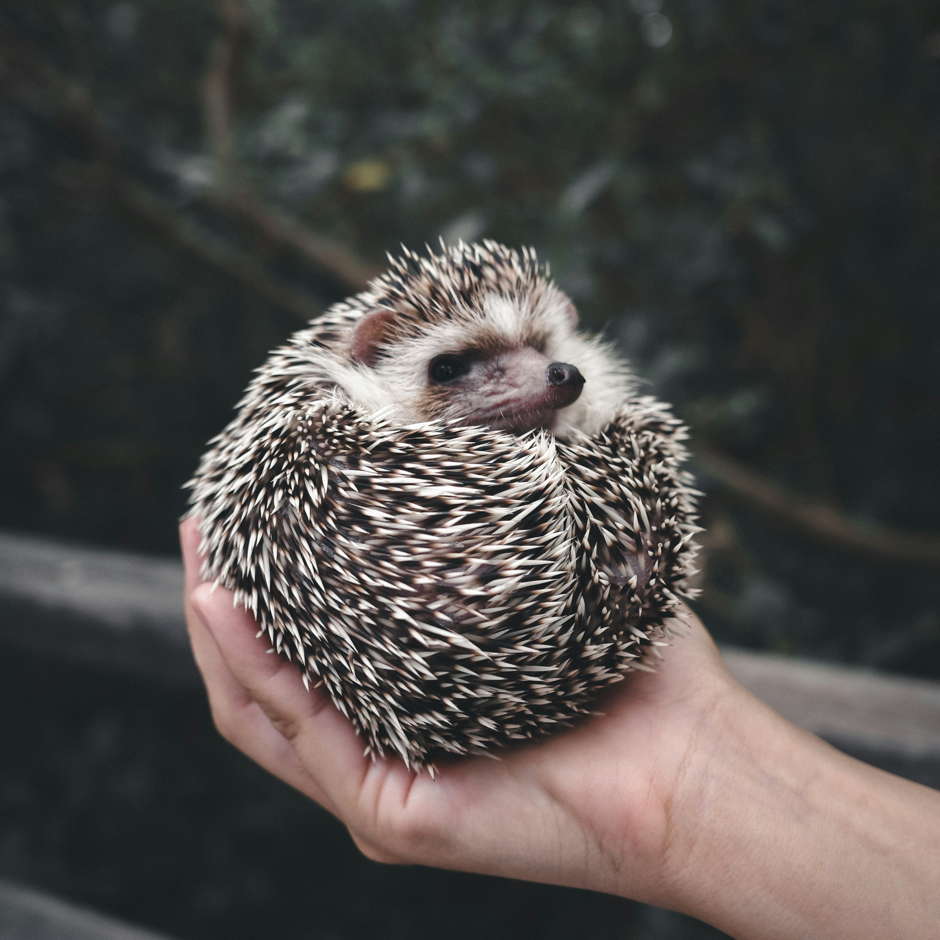 Ein kleiner, zusammengerollter Igel liegt in einer menschlichen Hand auf einer Streuobstwiese; er blickt mit sichtbarer Schnauze und Augen nach vorne, vor unscharfem, natürlichem Hintergrund. nature gummies fördert den Erhalt von Streuobstwiesen in Partnerschaft mit Hochstamm Deutschland e.V.